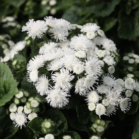 Aloha White, Ageratum